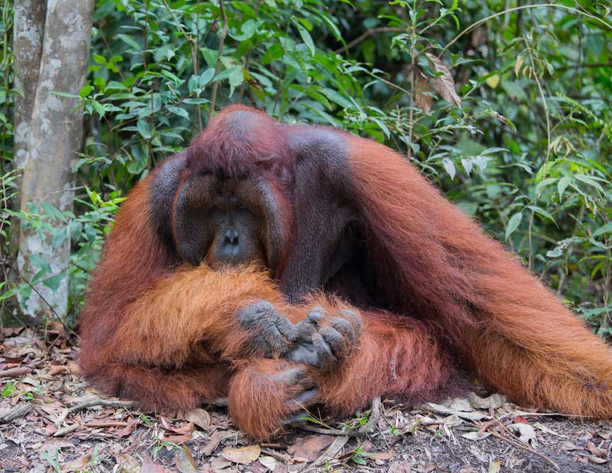 orangutans-tomsitting