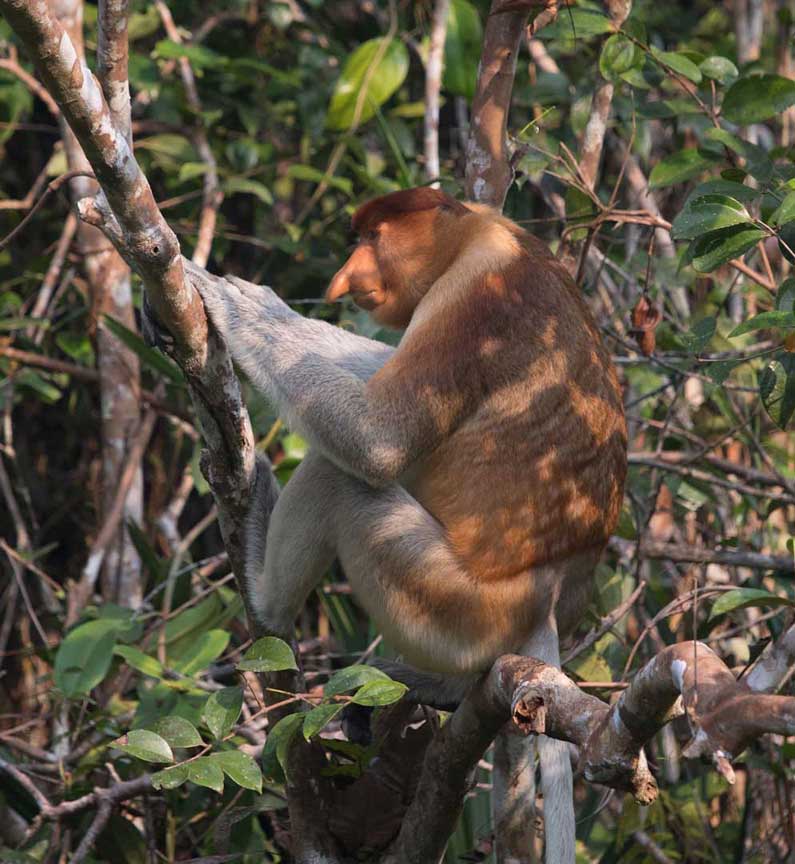 proboscis-juvenilemale