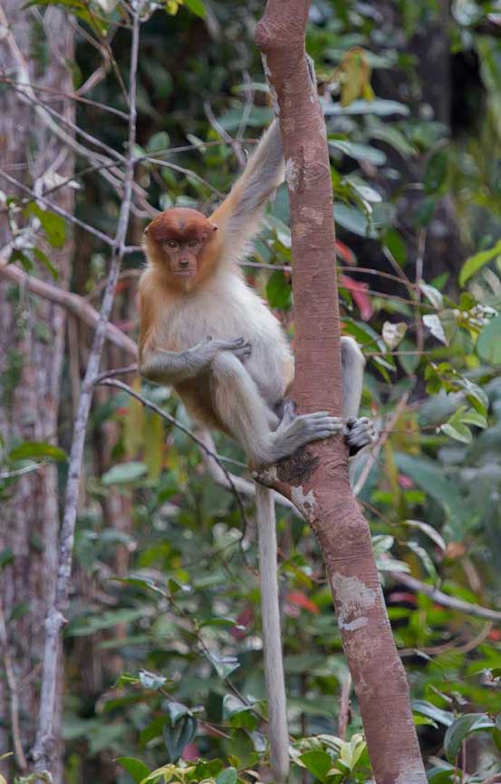 proboscis-youngfemale