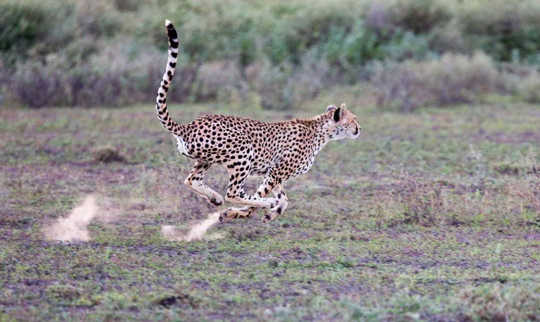 Cheetah chasing gazelle