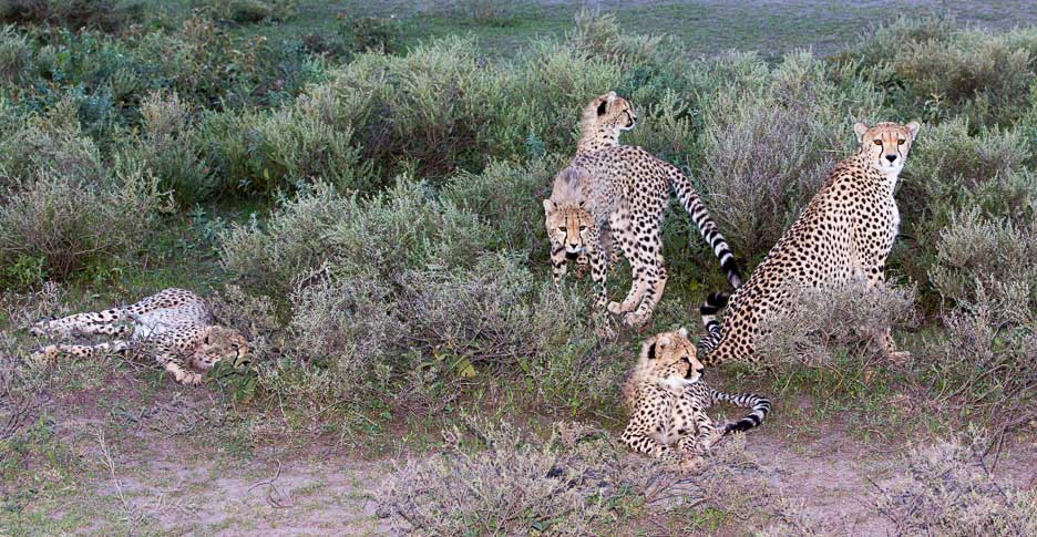 Serengeti2013-cheetahfamily