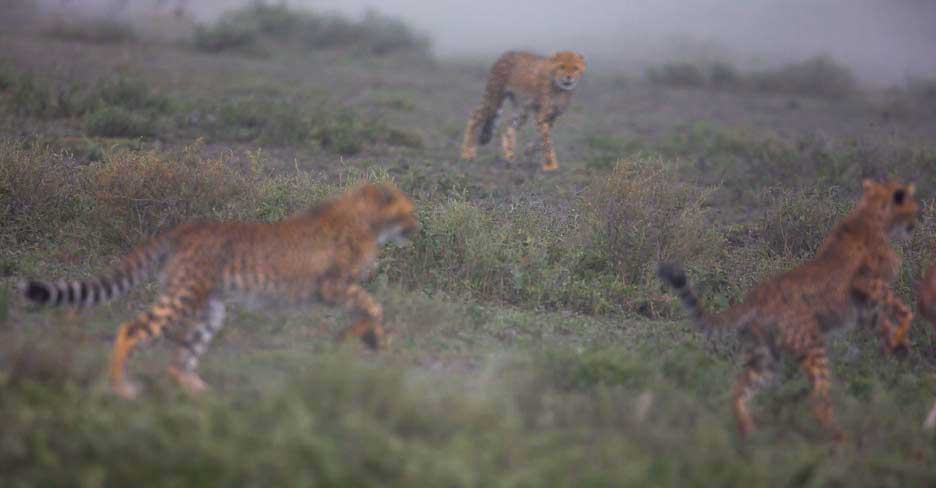 Serengeti2013-cheetahfamily1
