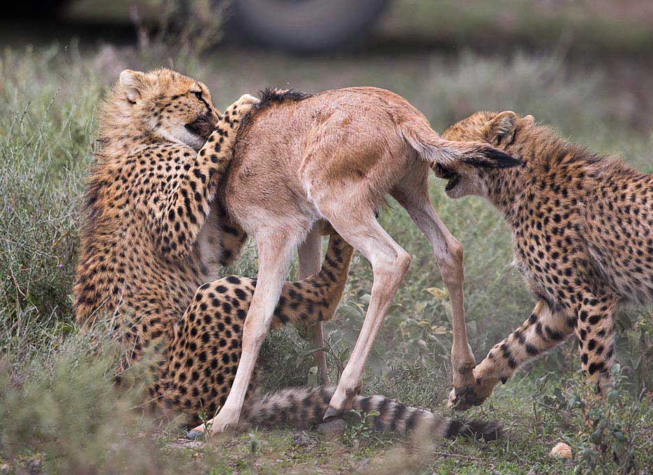 Serengeti2013-cheetahfamily10