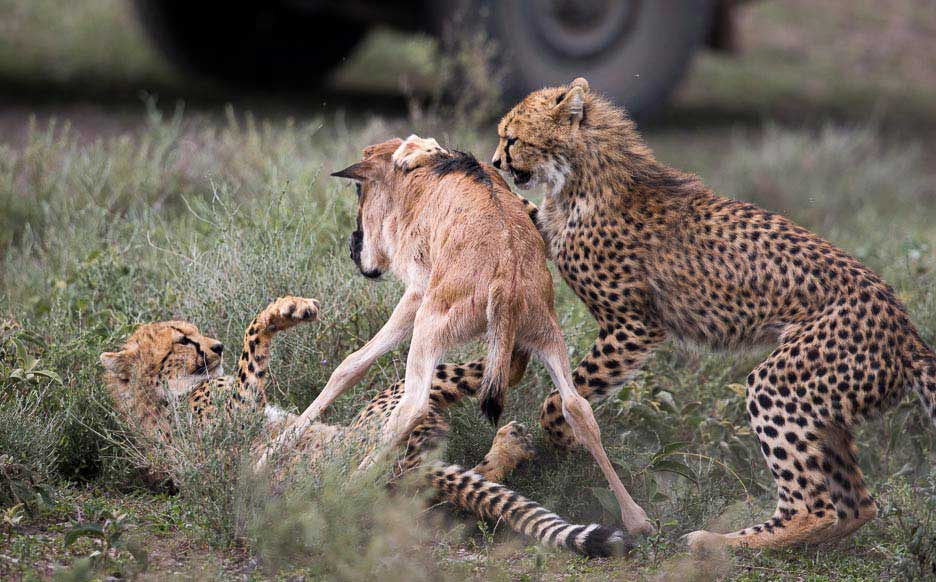 Serengeti2013-cheetahfamily11