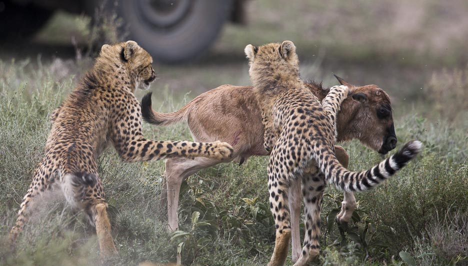 Serengeti2013-cheetahfamily12