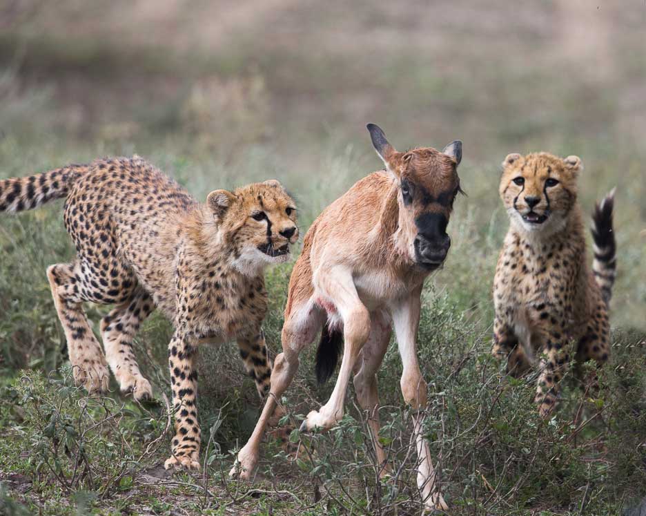Serengeti2013-cheetahfamily13