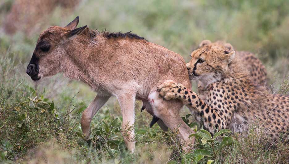 Serengeti2013-cheetahfamily14
