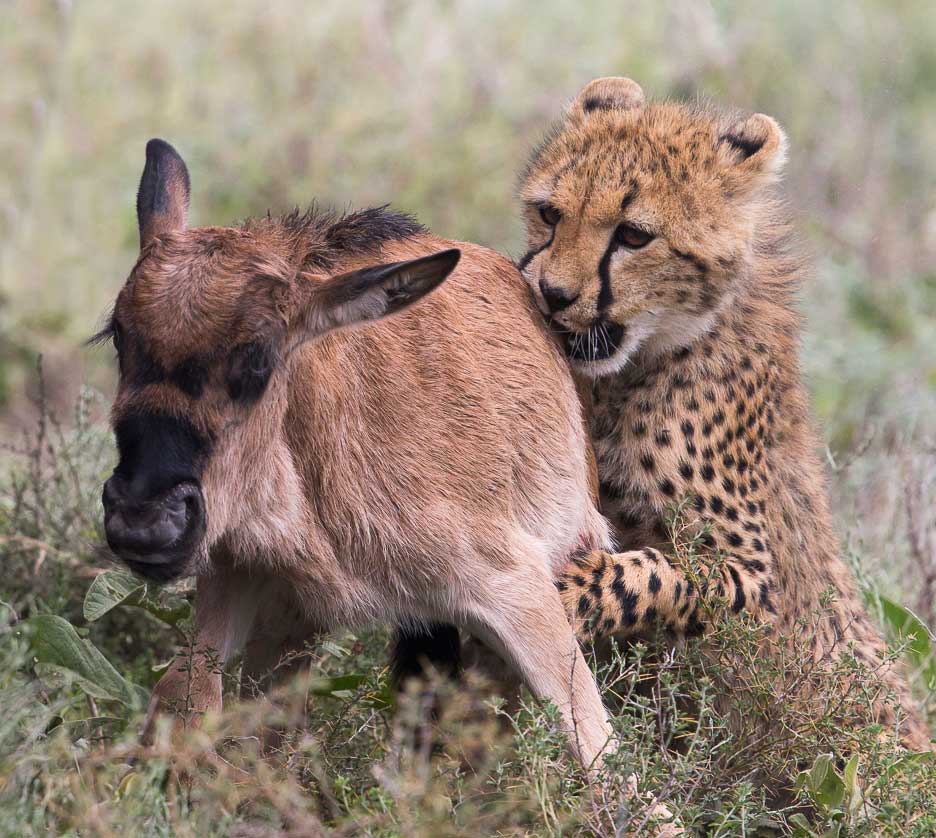 Serengeti2013-cheetahfamily15