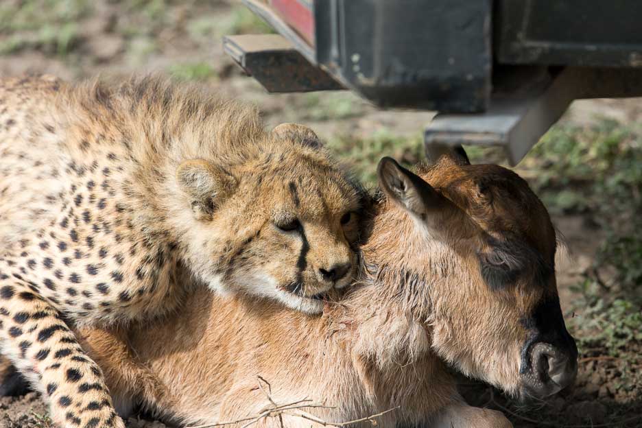 Serengeti2013-cheetahfamily16