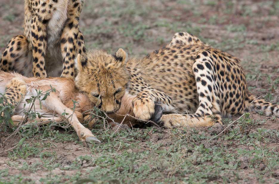Serengeti2013-cheetahfamily17