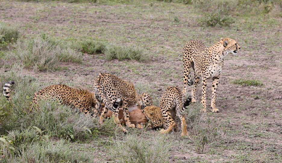 Serengeti2013-cheetahfamily18