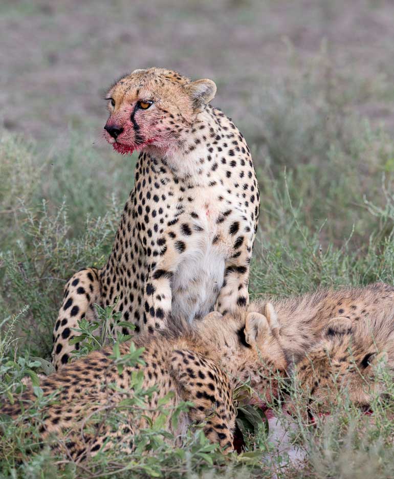 Serengeti2013-cheetahfamily19