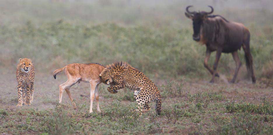 Serengeti2013-cheetahfamily2
