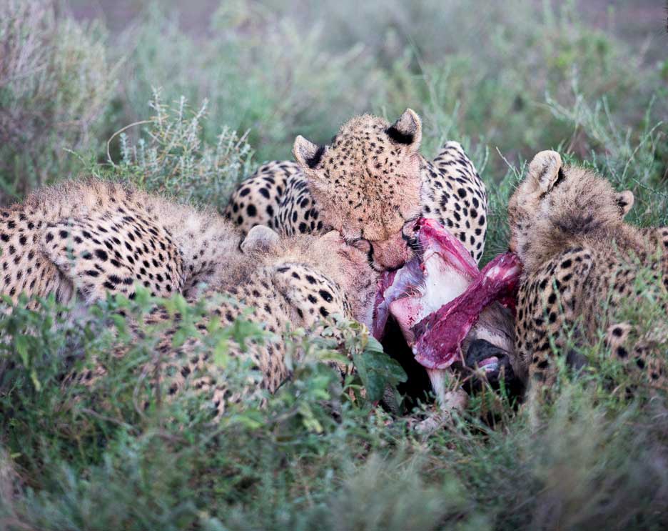 Serengeti2013-cheetahfamily20