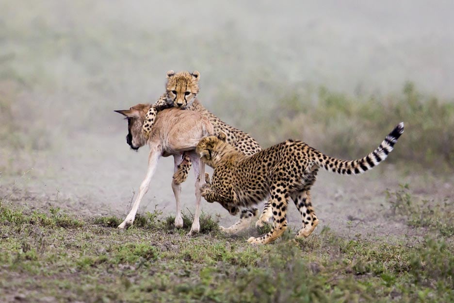 Serengeti2013-cheetahfamily3