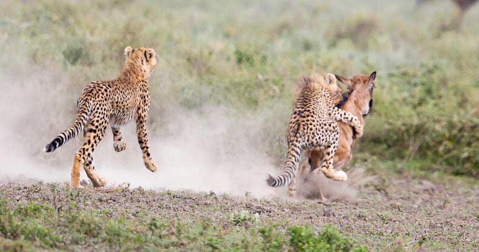 Serengeti2013-cheetahfamily4