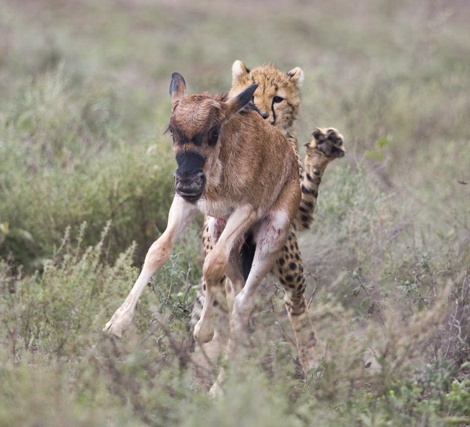 Serengeti2013-cheetahfamily5