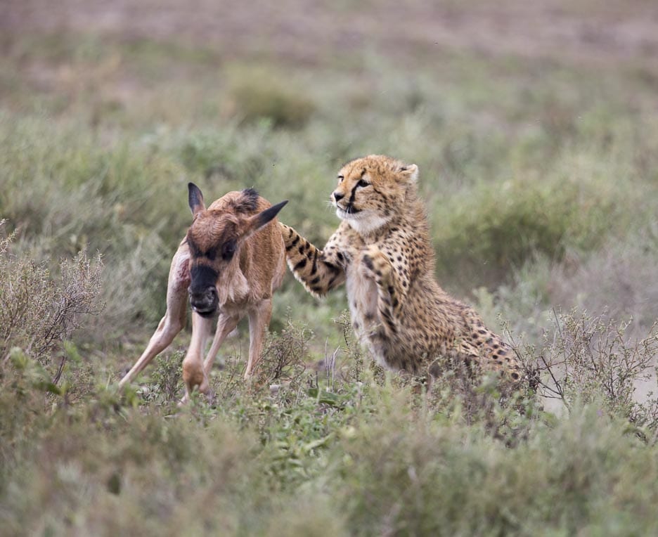 Serengeti2013-cheetahfamily6