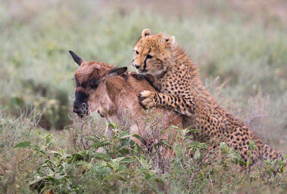 Serengeti2013-cheetahfamily7