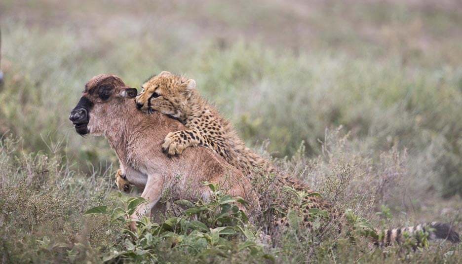 Serengeti2013-cheetahfamily8