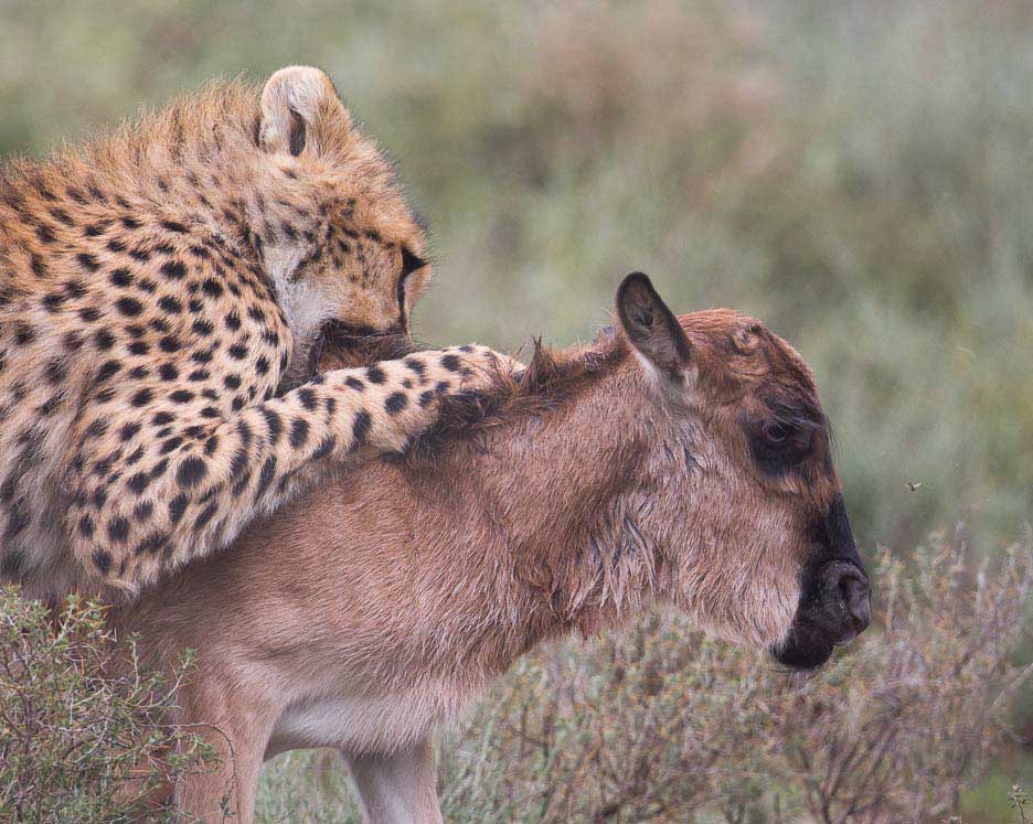 Serengeti2013-cheetahfamily9
