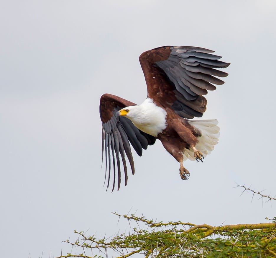 African fish eagle taking off from a branch