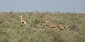 Tanzania2015-CheetahHunting