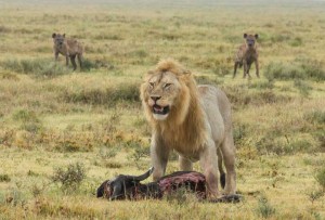 Tanzania2015-HyenaHarassing