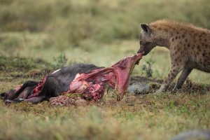 Tanzania2015-LionHyena1
