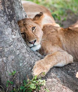 Tanzania2015-Lions11