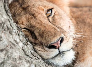 Tanzania2015-Lions12