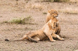 Tanzania2015-Lions13