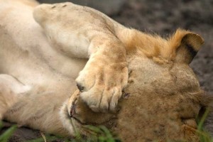 Tanzania2015-Lions15