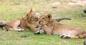 Tanzania2015-Lions2