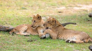 Tanzania2015-Lions4