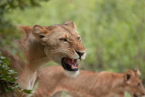 Tanzania2015-Lions6