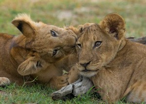 Tanzania2015-LionsAtPLay