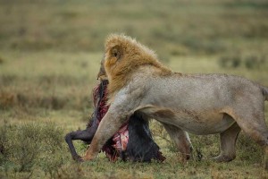 Tanzania2015-LionsHyena10