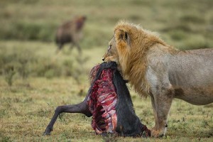 Tanzania2015-LionsHyena11
