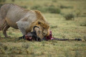 Tanzania2015-LionsHyena12