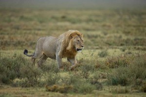 Tanzania2015-LionsHyena13