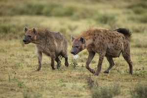 Tanzania2015-LionsHyena16