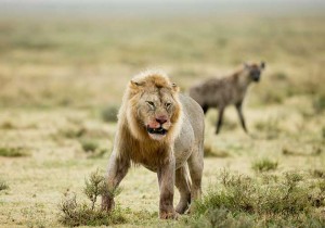 Tanzania2015-LionsHyena18