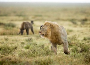 Tanzania2015-LionsHyena19