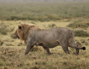 Tanzania2015-LionsHyena20