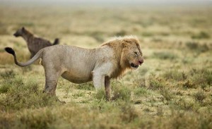 Tanzania2015-LionsHyena21