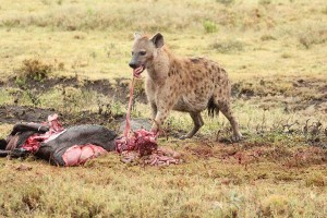 Tanzania2015-LionsHyena3