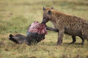Tanzania2015-LionsHyena4