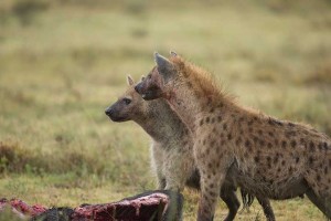 Tanzania2015-LionsHyena5