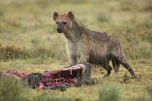 Tanzania2015-LionsHyena6